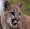 Der_PUMA