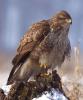 buteo