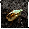 goldenbug