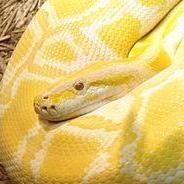 Die gelbe Schlange