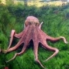 Krake