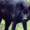 Blackwolf