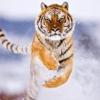 runningtiger