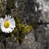 Mauerblümchen
