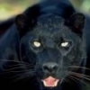 cattyy