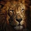 Safariii