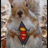 squirrel