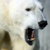 polar